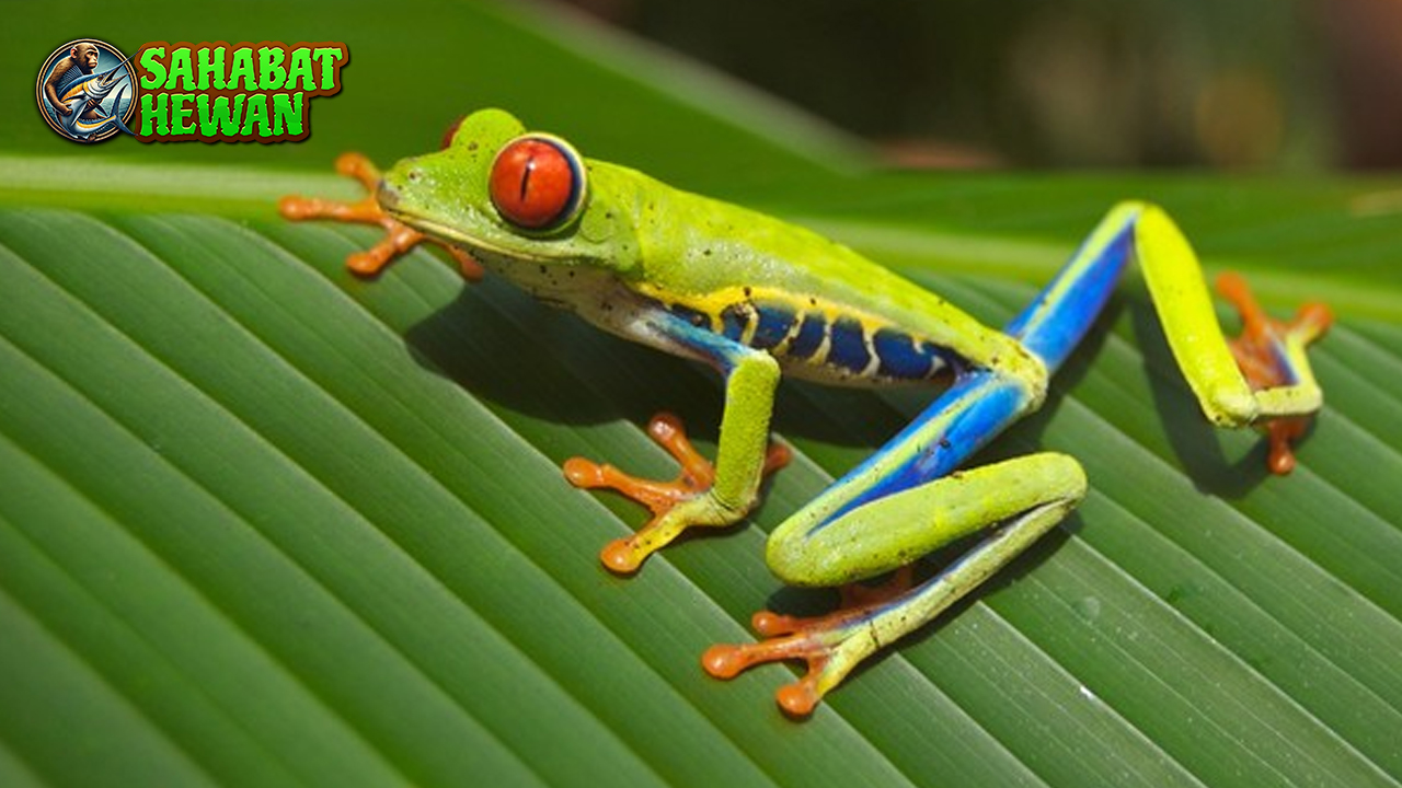 Mengenal Katak Amfibi Lincah yang Punya Banyak Kejutan!
