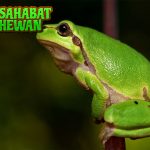 Mengenal Katak Amfibi Lincah yang Punya Banyak Kejutan!