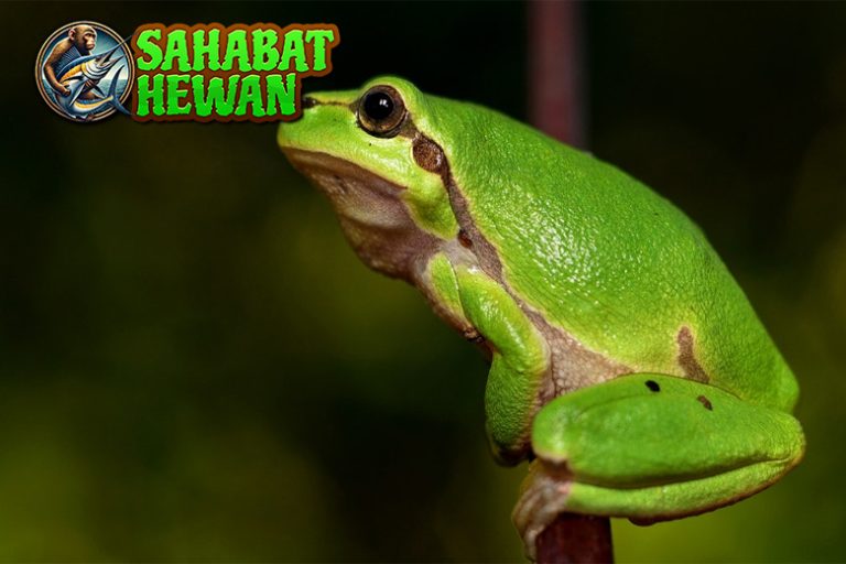 Mengenal Katak Amfibi Lincah yang Punya Banyak Kejutan!