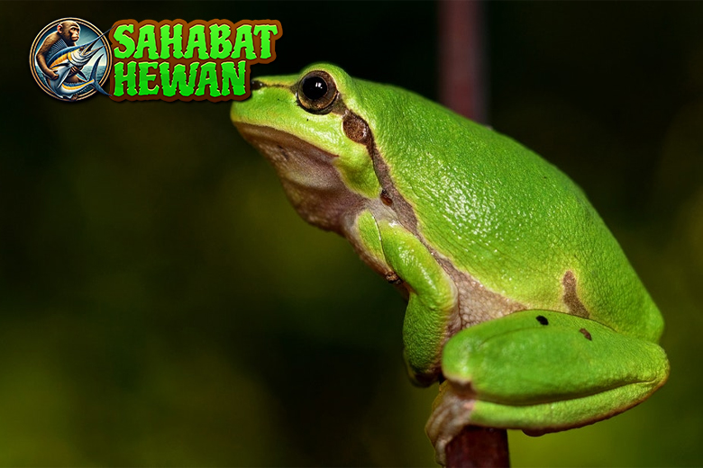 Mengenal Katak Amfibi Lincah yang Punya Banyak Kejutan!