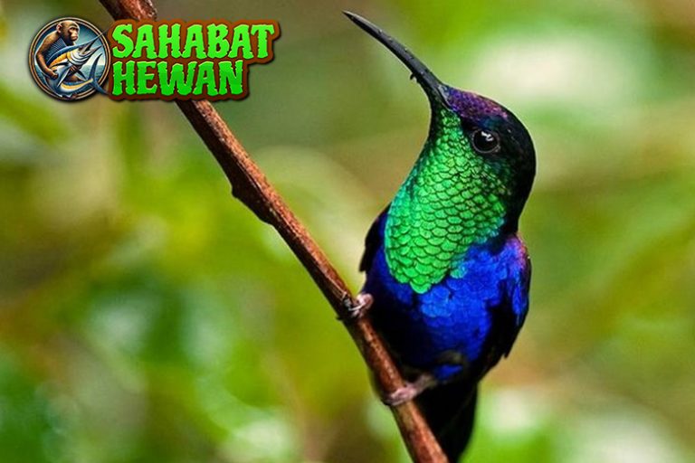Burung Kolibri 6 Kebiasaan Kecil yang Mengagumkan