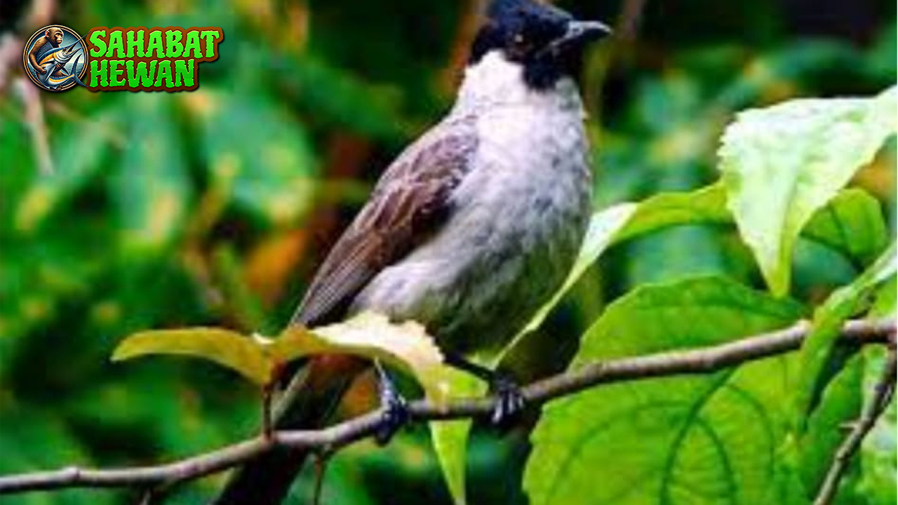 Burung Kutilang 15 Fakta yang Bikin Kamu Terkesima