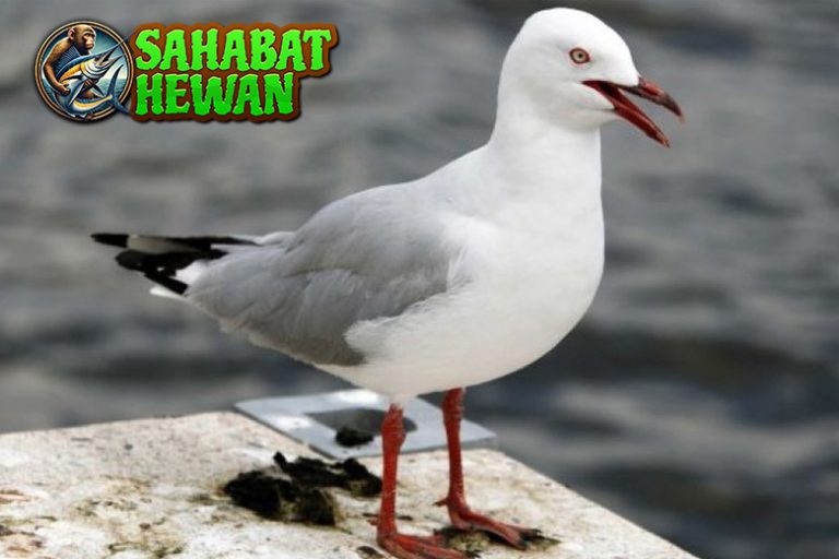 Burung Camar 6 Misteri Alam yang Mengundang Penasaran!