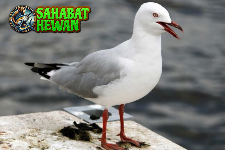 Burung Camar 6 Misteri Alam yang Mengundang Penasaran! 3 Burung Camar 6 Misteri Alam yang Mengundang Penasaran!