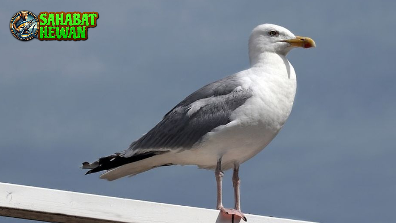Burung Camar 6 Misteri Alam yang Mengundang Penasaran!