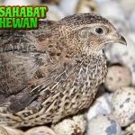 Burung Puyuh: Keindahan dan Pesona yang Memikat Hati!