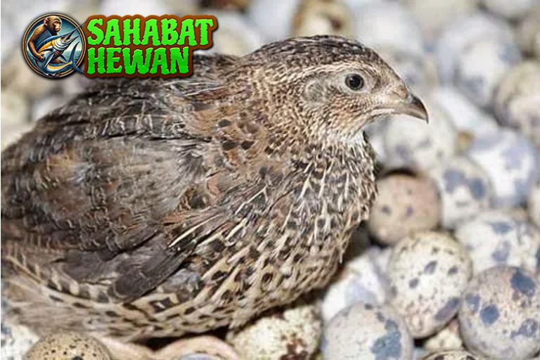 Burung Puyuh: Keindahan dan Pesona yang Memikat Hati!