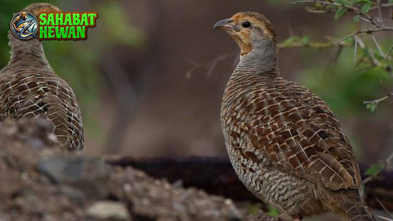 Burung Puyuh: Keindahan dan Pesona yang Memikat Hati!