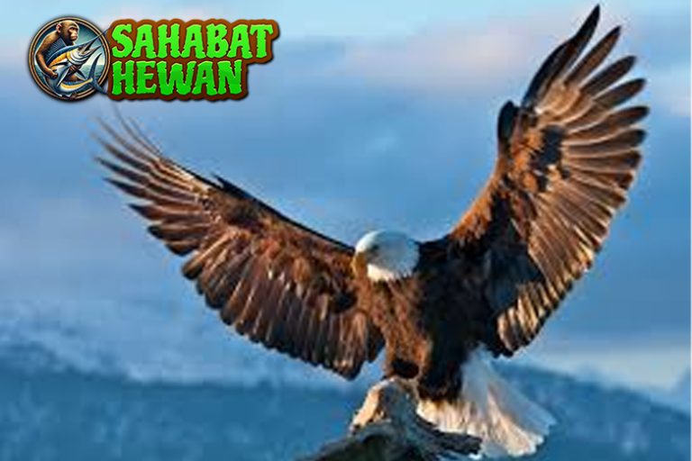 Burung Rajawali 6 Karakter Unik yang Bikin Kagum!