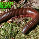 Hewan Kaki Seribu Makhluk Banyak Kaki yang Penuh Misteri!