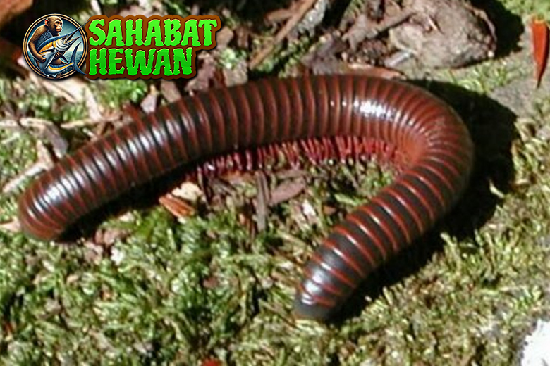 Hewan Kaki Seribu Makhluk Banyak Kaki yang Penuh Misteri!