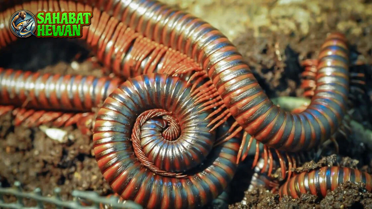 Hewan Kaki Seribu Makhluk Banyak Kaki yang Penuh Misteri!