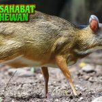Kancil Si Jago2 Licik yang Selalu Bisa Keluar dari Masalah!