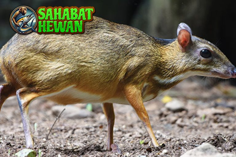 Kancil Si Jago2 Licik yang Selalu Bisa Keluar dari Masalah!