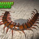 Kelabang Si Pengintai Kecil Bawa Cerita Seru dari Alam!