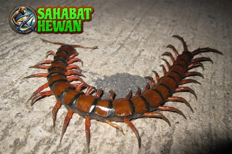 Kelabang Si Pengintai Kecil Bawa Cerita Seru dari Alam!