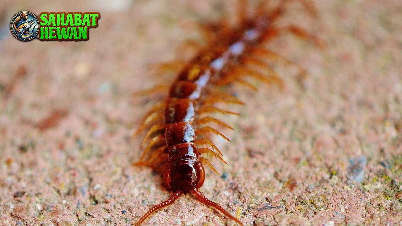 Kelabang Si Pengintai Kecil Bawa Cerita Seru dari Alam!