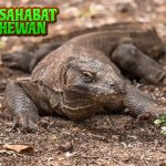 Hewan Komodo Raja 1 Reptil yang Mempesona Dunia!