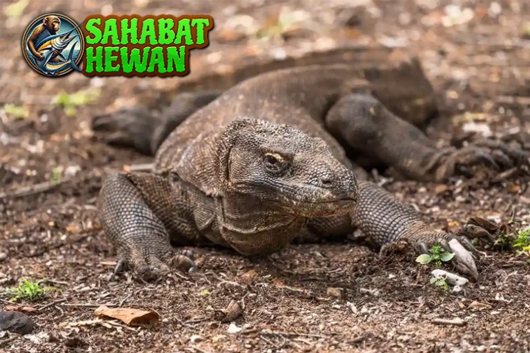 Hewan Komodo Raja 1 Reptil yang Mempesona Dunia!