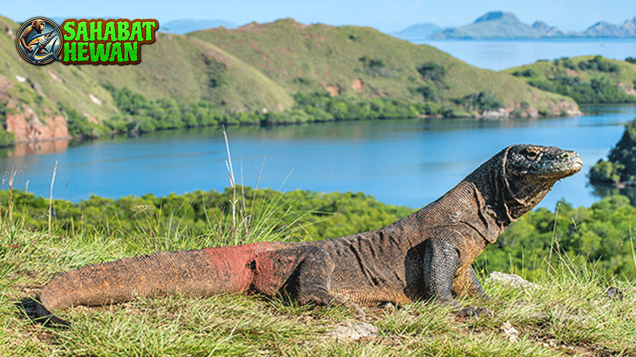 Hewan Komodo Raja 1 Reptil yang Mempesona Dunia!