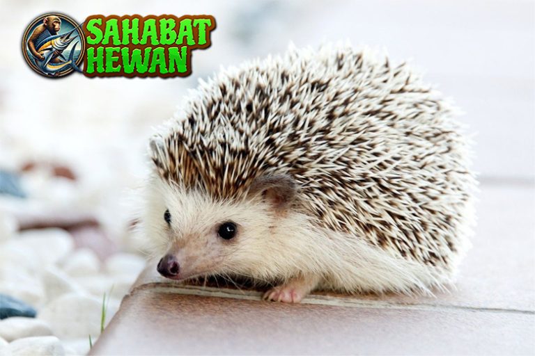 Keunikan Landak dan 5 Hal yang Bikin Terpesona