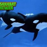 Paus Orca Harmoni Alam dalam Balutan Hitam Putih!