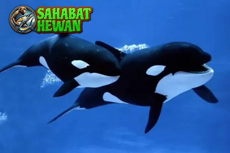 Paus Orca Harmoni Alam dalam Balutan Hitam Putih!