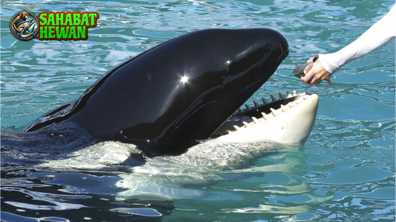 Paus Orca Harmoni Alam dalam Balutan Hitam Putih!