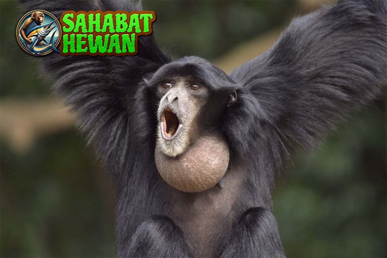 38 Detik Terlama Siamang Teriak Nonstop, Bisa?