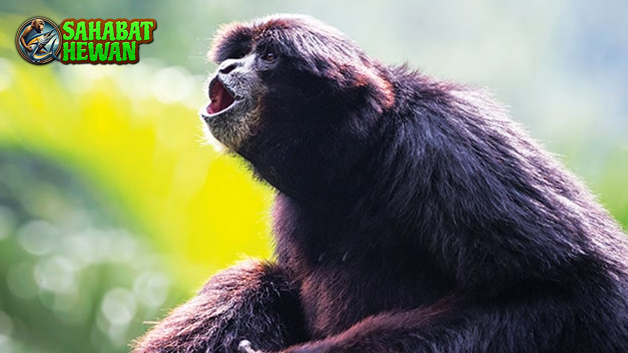 38 Detik Terlama Siamang Teriak Nonstop, Bisa?