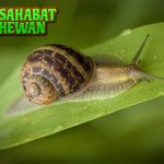 Siput Hewan Tenang dengan 1 Daya Tarik Aneh tapi Menarik