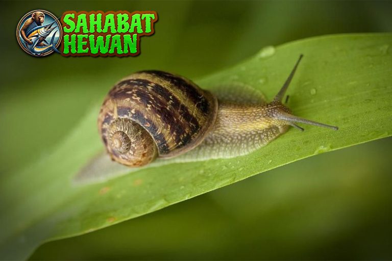 Siput Hewan Tenang dengan 1 Daya Tarik Aneh tapi Menarik