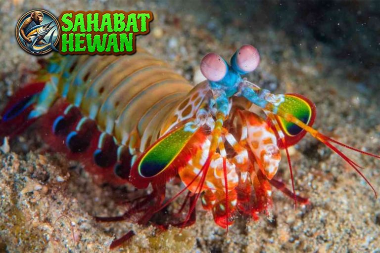 Udang dan 4 Hal Menarik yang Perlu Wajib Kamu Tahu