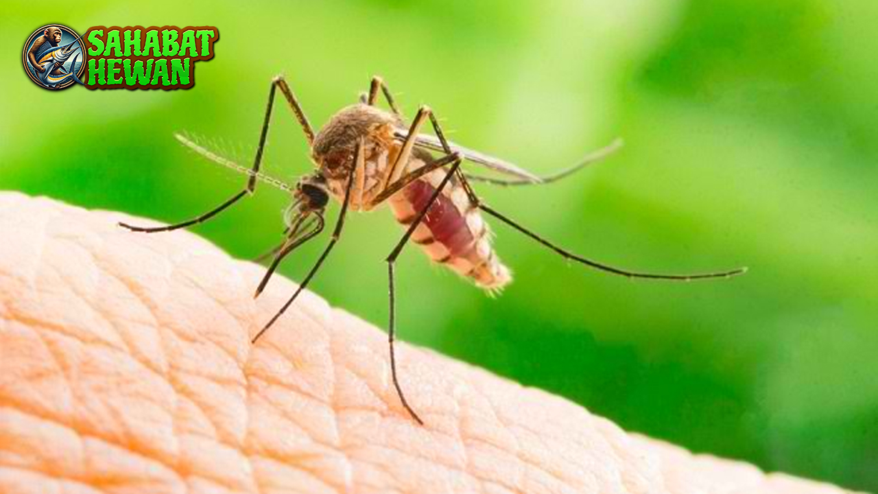 Fakta Unik tentang Nyamuk 7 Hal yang Jarang Diketahui