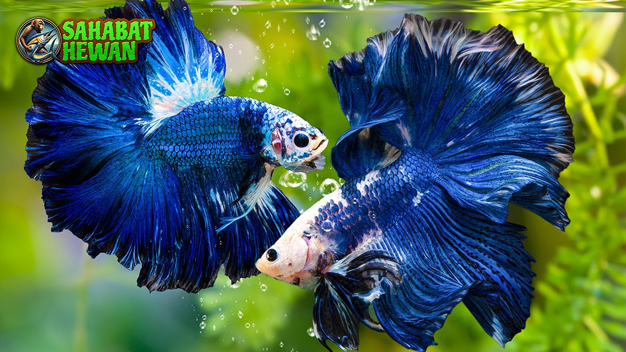 Ikan Cupang 4 Keunikan dalam Membuatnya Istimewa!