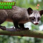 Hewan Musang Si Malam yang Pintar dan Unikv