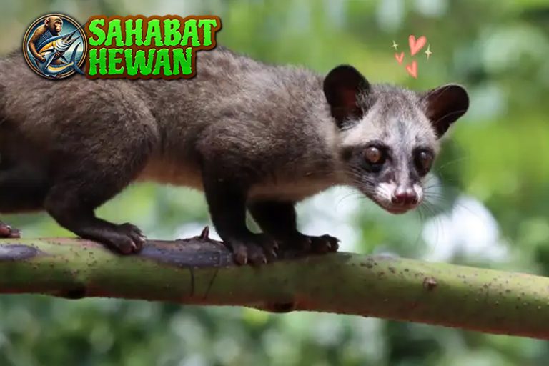 Hewan Musang Si Malam yang Pintar dan Unikv