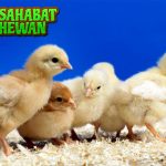 Anak Ayam Hewan Kecil dengan 30 Pesona Menawan