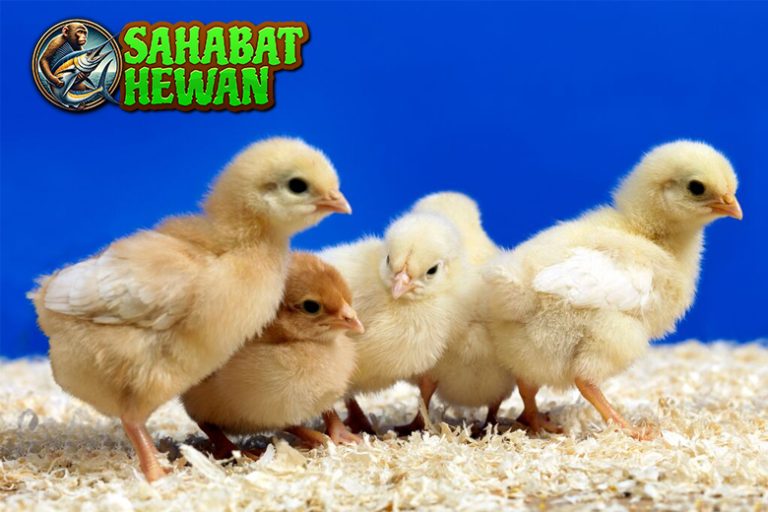 Anak Ayam Hewan Kecil dengan 30 Pesona Menawan