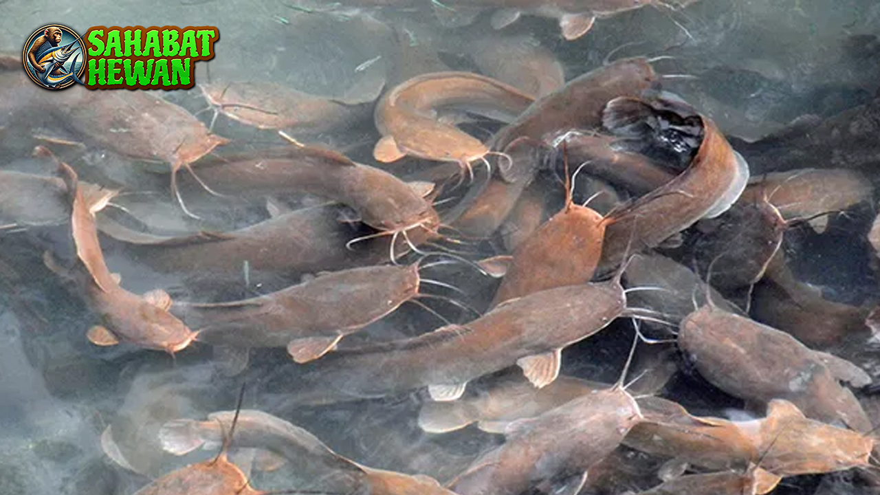 Ikan Lele Tak Unik 15 Kebiasaan dan Adaptasinya di Alam
