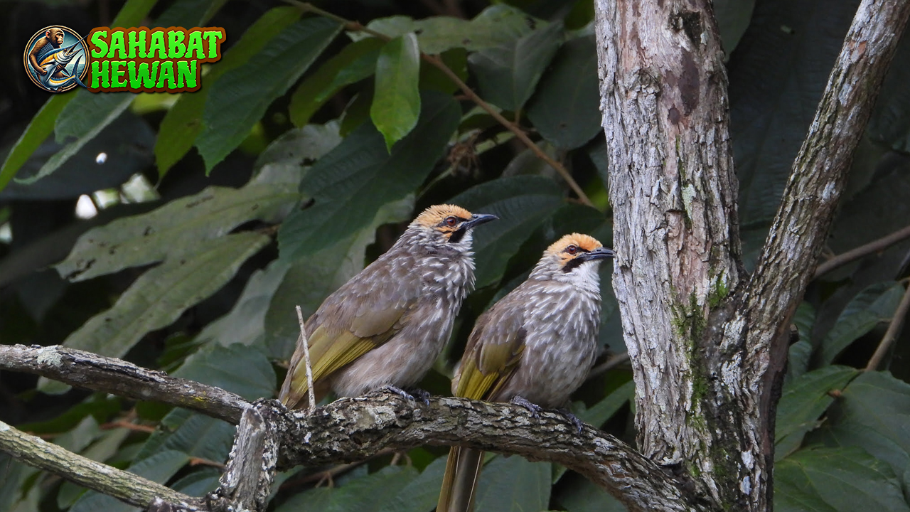 Burung Cucak Rawa 1 Kisah Lama yang Terus Hidup