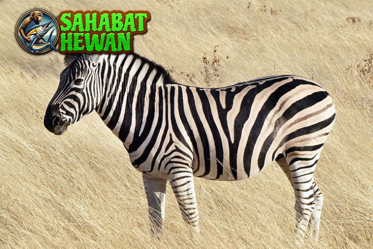 Garis Zebra 3 Misteri Warna yang Bikin Ilmuwan Bingung