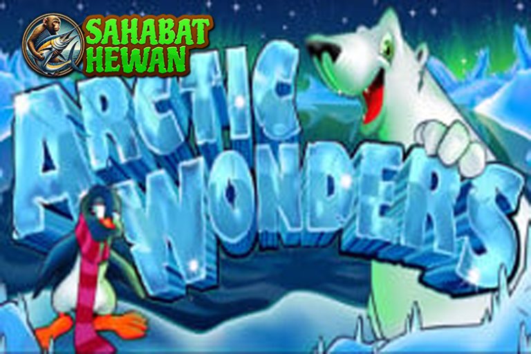 Arctic Wonders Slot Gacor tepi Tengah Dinginnya 6 Es!