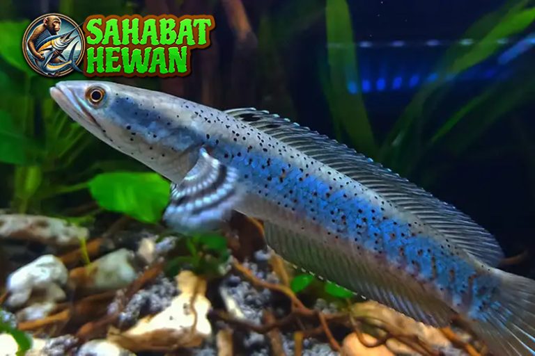 Ikan Gabus 2 Harta Alam Perairan yang Menarik