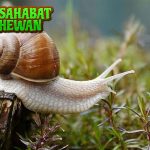 Siput Makhluk2 Lambat dengan Keunikan Menakjubkan