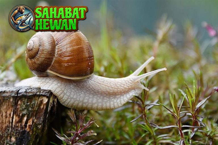 Siput Makhluk2 Lambat dengan Keunikan Menakjubkan