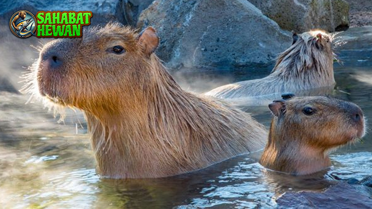 Capybara Hewan Terbesar yang Jadi 2 Favorit di Dunia Fauna