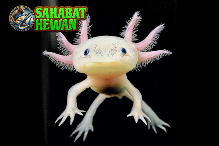 Mengenal Axolotl Si Monster Air Menggemaskan