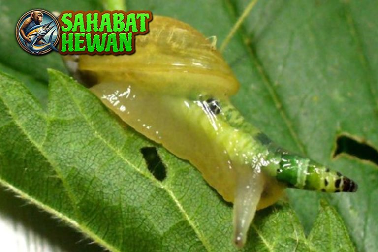Cacing Siput Baru Kehidupan2 Tersembunyinya