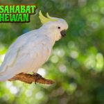 Kakak Tua Burung 1 Cantik dengan Kecerdasan Tinggi